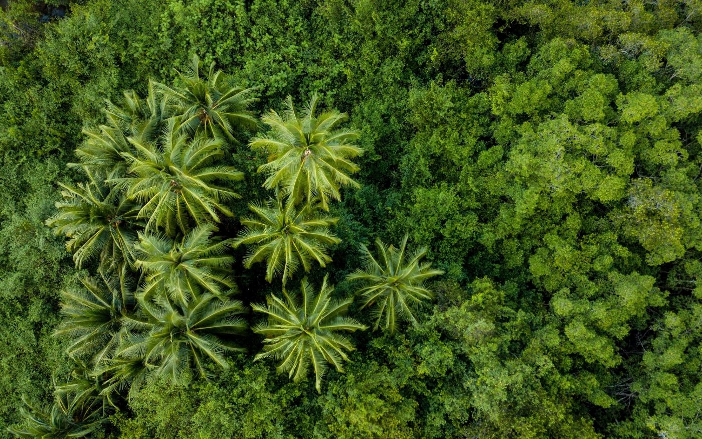 Green_trees_forest_from_above